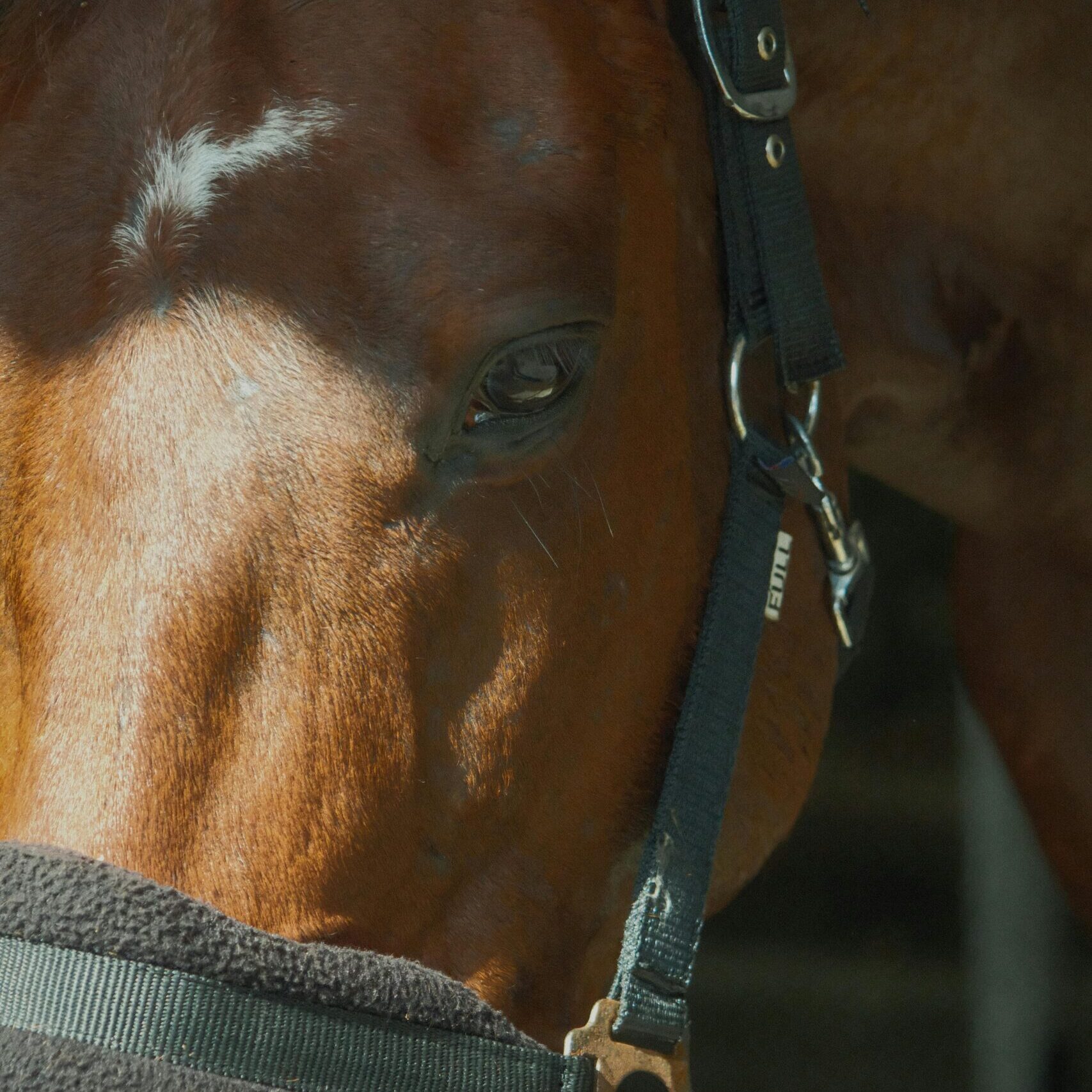 pexels-oleksandra-luneva-2139522059-29415086